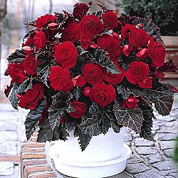 B. ‘Switzerland’